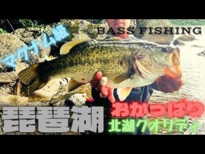 【琵琶湖おかっぱりバス釣り】琵琶湖北湖マグナム級が出た〜😱✨❗️