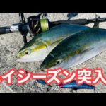 【本格シーズン開幕】ヒットルアーが変わりました。これに気付けた人は釣れました！重要ですよ～ゴメクサス契約しました。【ショアジギング/エギング】