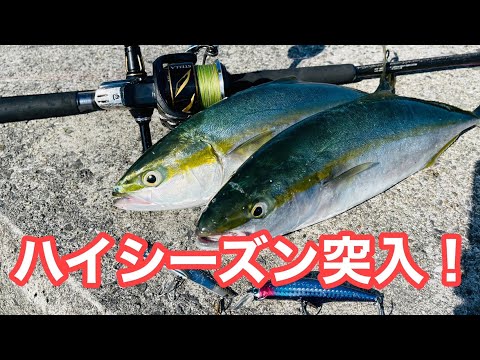 【本格シーズン開幕】ヒットルアーが変わりました。これに気付けた人は釣れました！重要ですよ～ゴメクサス契約しました。【ショアジギング/エギング】