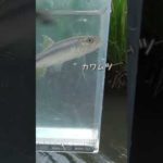 【釣りぶら散歩。】横浜市 梅田川で小物釣り。【淡水】#shorts