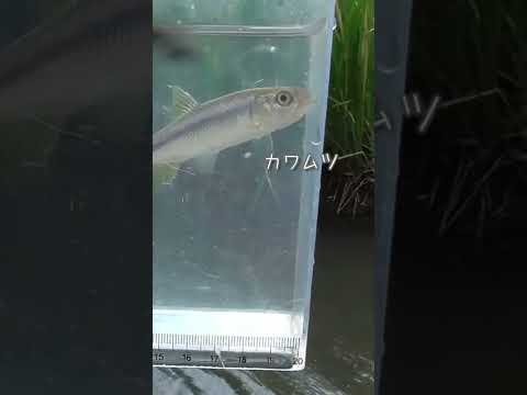 【釣りぶら散歩。】横浜市 梅田川で小物釣り。【淡水】#shorts