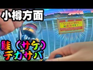 【鮭釣り】北海道サケ・アキアジ・デカサバ釣り・浮きルアー・ぶっこみ・サビキ・夕マヅメ・夜釣り：2022年
