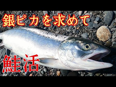 【鮭釣り】2022アキアジ釣り！浮きルアーで銀ピカを狙う！