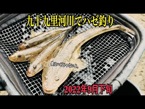 9月下旬のハゼ釣り。【千葉県九十九里河川】