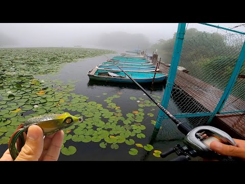 【秋のバス釣り】記録的豪雨にカエルで釣りしたらマジで神回になった前哨戦！