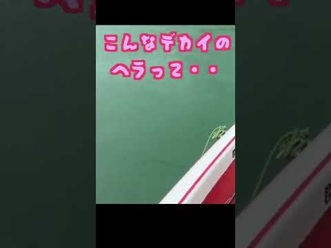 ヘラ竿が闇へ落ちていく・・・#shorts #釣りガール