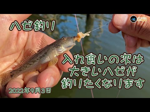 ハゼ釣り 入れ食いの次は大きいハゼが釣りたくなります 2022年9月3日