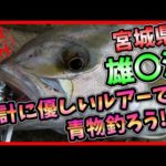 【宮城 青物釣り】奥さんを味方に付けれるルアーで青物を釣ろう!!