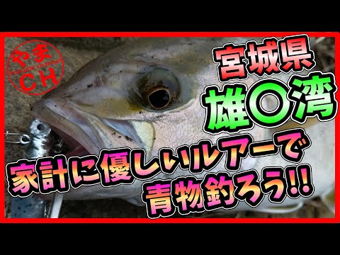 【宮城 青物釣り】奥さんを味方に付けれるルアーで青物を釣ろう!!