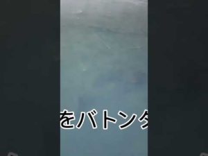 根がかりかと思って引っ張ってみたら…#shorts#釣り#川釣り