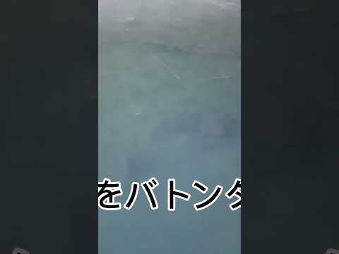 根がかりかと思って引っ張ってみたら…#shorts#釣り#川釣り