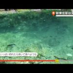 ガヤガヤ # 720 新東北笹谷渓流釣り①