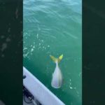 落とし込み釣り、青物タイム‼︎ #釣りガールこゆき