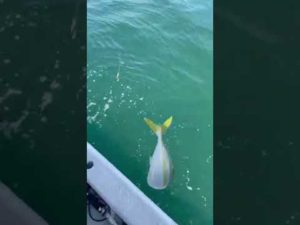 落とし込み釣り、青物タイム‼︎ #釣りガールこゆき