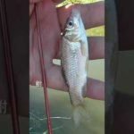 【釣りぶら散歩。】霞ヶ浦 美浦村で小物釣り。【淡水】#shorts