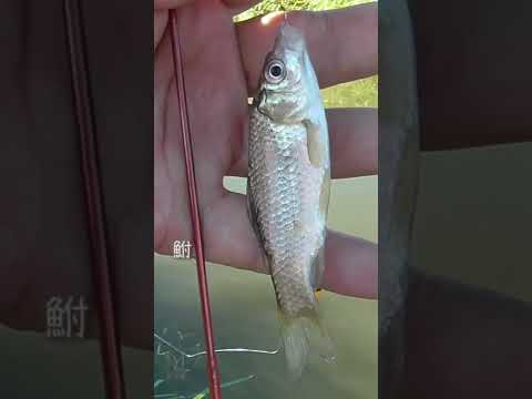 【釣りぶら散歩。】霞ヶ浦 美浦村で小物釣り。【淡水】#shorts