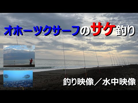 【北海道の釣り／釣り映像／水中映像】オホーツクのサケ釣り