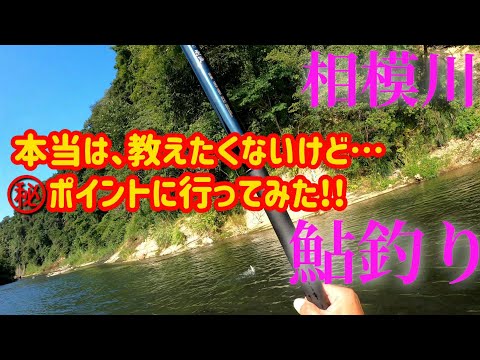 【鮎釣り】神奈川県相模川釣行#27