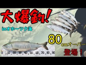 鮭釣り大爆釣！　沖まで一面鮭だらけ！！！