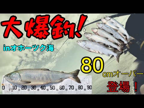 鮭釣り大爆釣！　沖まで一面鮭だらけ！！！