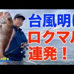 【明石タイラバ】台風明けロクマル連発！【釣り方の特徴はコレ】