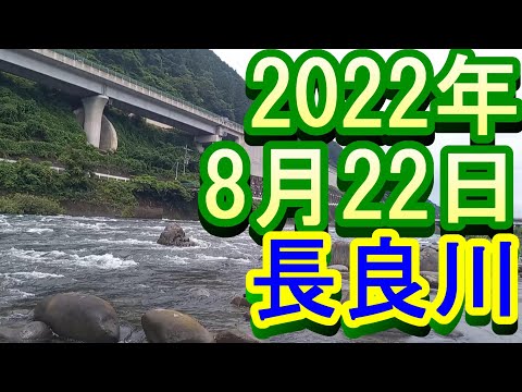 鮎釣り 25cm高引水 下万場橋 長良川 2022年