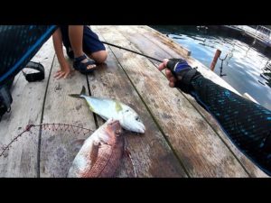 シラサ使いの親子が釣りまくる！あなたに逢い鯛。釣り堀