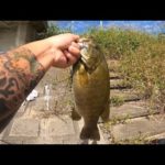 【埼玉バス釣り】前編　超激アツポイント発見！デカスモール釣りたい人必見！【バス釣り】