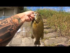 【埼玉バス釣り】前編　超激アツポイント発見！デカスモール釣りたい人必見！【バス釣り】