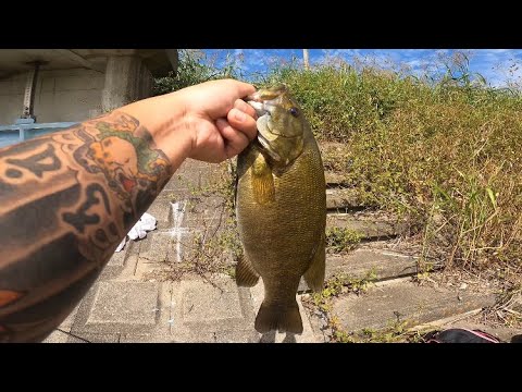 【埼玉バス釣り】前編 超激アツポイント発見!デカスモール釣りたい人必見!【バス釣り】