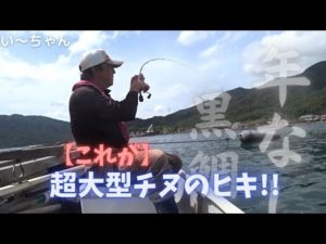 【かかり釣り】年無しチヌとの格闘!イケス周りに潜む大型黒鯛を引きずり出す!福井県敦賀市沓 中村旅館