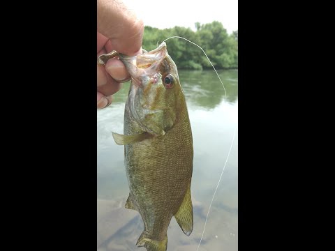 【バス釣り】スモール釣れた(川)