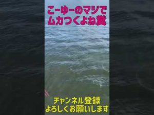 道東サケ釣り釧路西港！糞