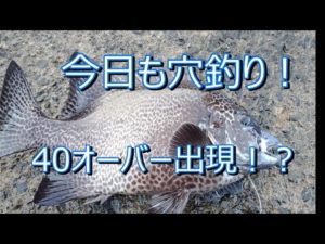 【釣り】今日も穴釣り！40オーバー出現！？