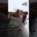 【バス釣り】短時間二桁釣行！琵琶湖ガイド山下哲史が魅せる秋のケムシゲーム#shorts