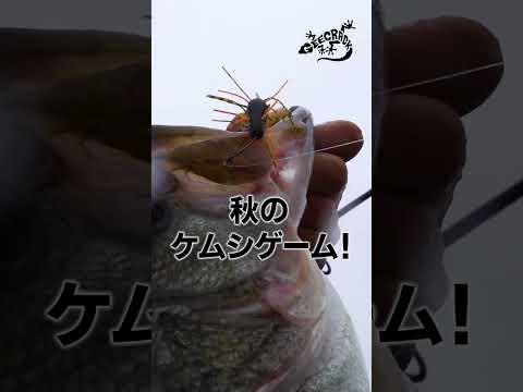 【バス釣り】短時間二桁釣行！琵琶湖ガイド山下哲史が魅せる秋のケムシゲーム#shorts