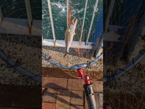 釣りに行ったら鰆が3匹釣れました