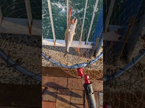 釣りに行ったら鰆が3匹釣れました