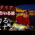 【イタリア・釣り】フィレンツェ　釣りいろはさんと　アルノ河で追いかける　大ナマズ〜Florence in Italy  Arno  River Fishing Big Cat Fish 🎣 〜