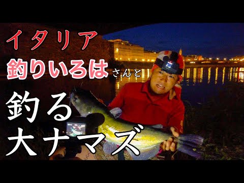 【イタリア・釣り】フィレンツェ　釣りいろはさんと　アルノ河で追いかける　大ナマズ〜Florence in Italy  Arno  River Fishing Big Cat Fish 🎣 〜