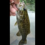 【バス釣り】スモールマウスバス釣れた #Shorts