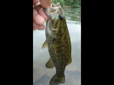 【バス釣り】スモールマウスバス釣れた #Shorts
