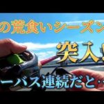 『福岡釣り』この時期が来た！シーバス釣るなら今がチャンス