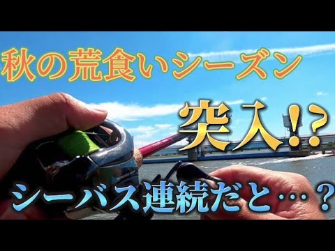 『福岡釣り』この時期が来た！シーバス釣るなら今がチャンス