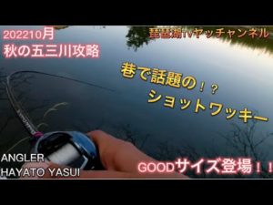 【バス釣り】秋の五三川攻略！巷で話題！？のショットワッキーでGOODサイズ登場！！