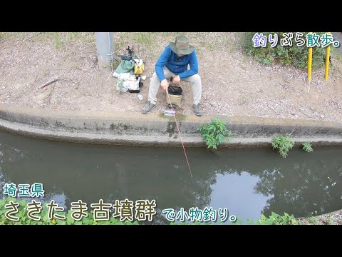 埼玉県 熊谷 さきたま古墳で小物釣り。街中の水路でも魚が多い！