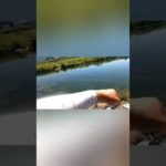 【バス釣り】はじめてトップで釣れた(・∀・)デプス　エアロツイスター