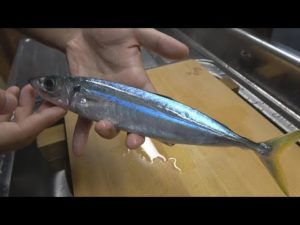 結局釣りたてのアジはこうするのが一番うめぇ。