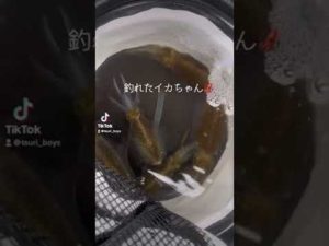 雨の日エギングでまさかの！？#fishing #アウトドア #エギング #釣り#squidgame