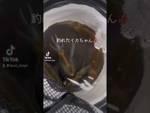 雨の日エギングでまさかの！？#fishing #アウトドア #エギング #釣り#squidgame